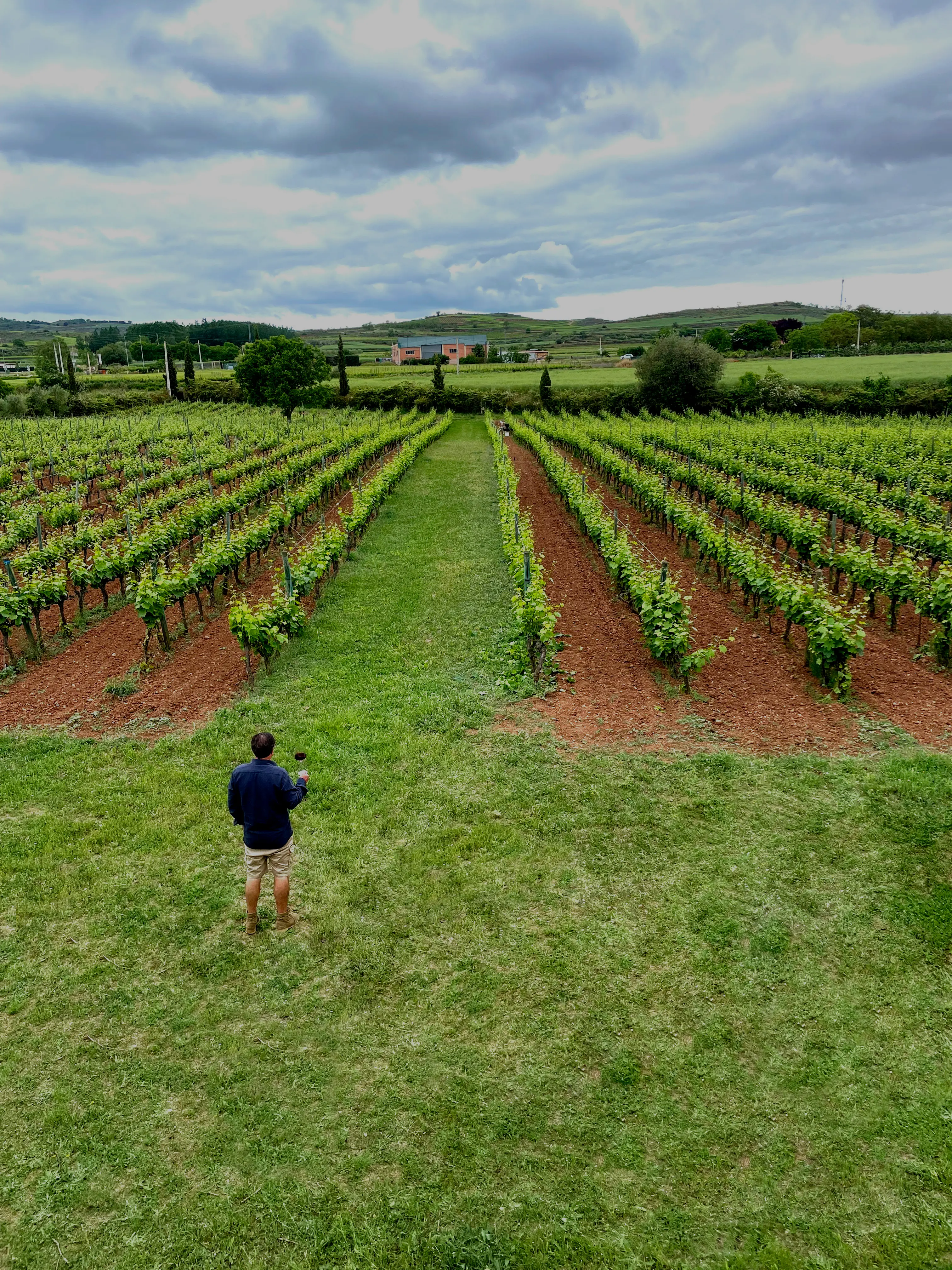 Vineyard